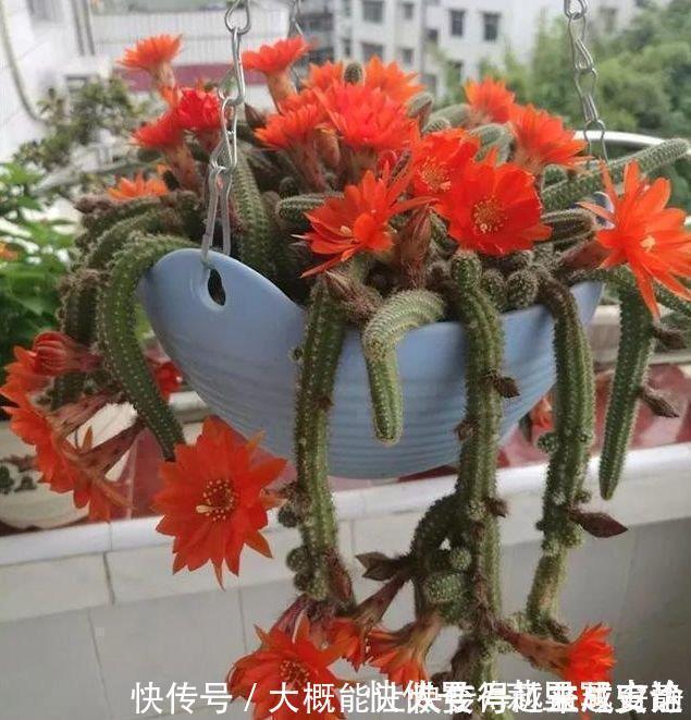 杨桃仔|家里就养5种花，耐旱又耐晒，开花红红火火，旺财又旺运！