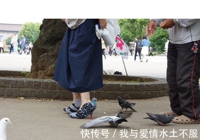 大爷|一群鸽子围着女子不让她走,仔细看她脚上的鞋子,大爷都震惊了!