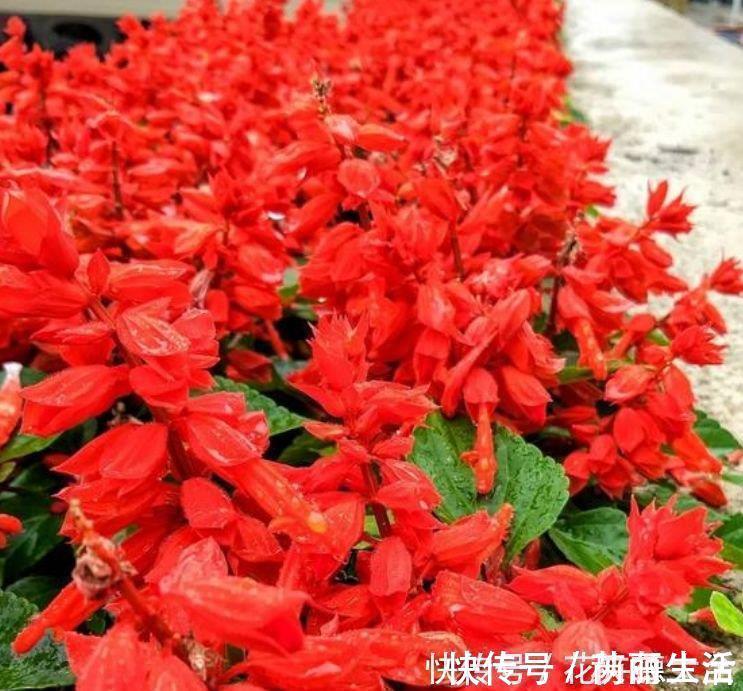 大岩桐|4种花现在养刚刚好,夏天开花很漂亮,日子越过越红火