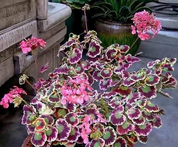 勤快人养不好的花,懒人不管不顾繁殖轻松爆盆