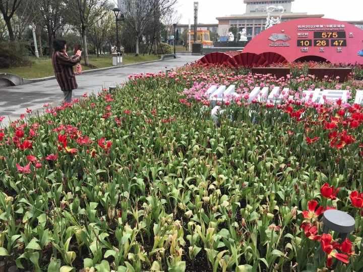 武林广场花坛边的网红郁金香花海美着呢！太子湾的郁金香开了吗