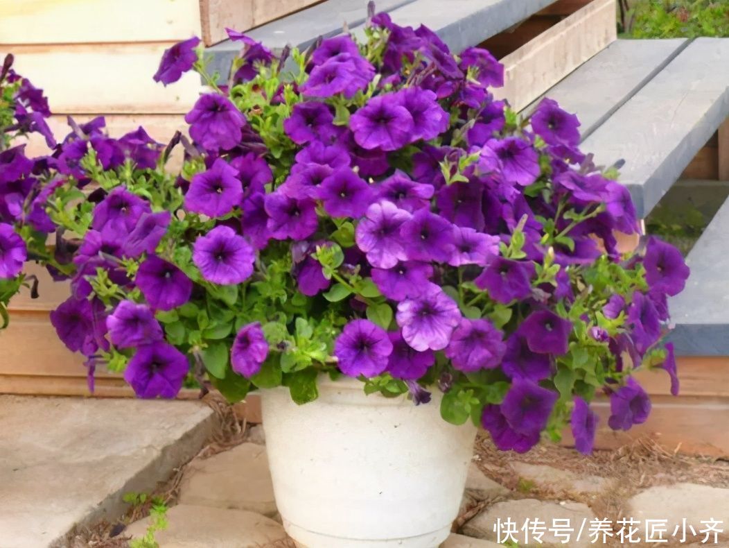 还在买矮牵牛？现在温度正合适，掌握“要点”，扦插一棵活一棵