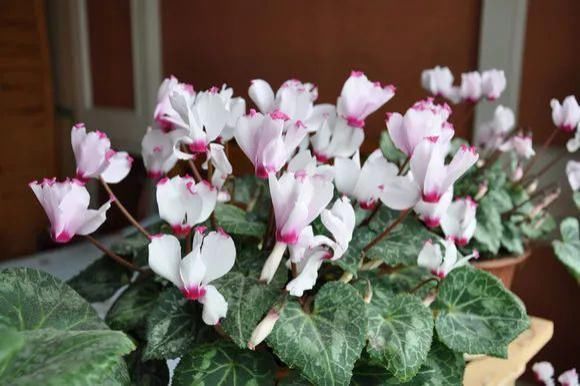 4种花身材不大,花量却怪“吓人”,深秋花开一大片,美翻了