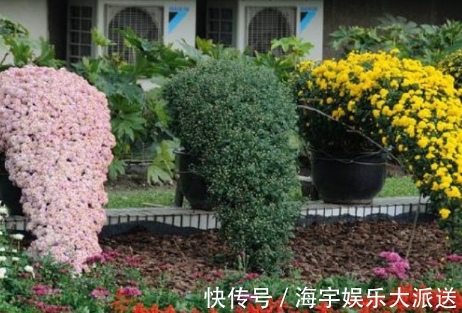 盆花|新手养花，不如养盆花中精品“悬崖菊”，姿态优美，开花繁密