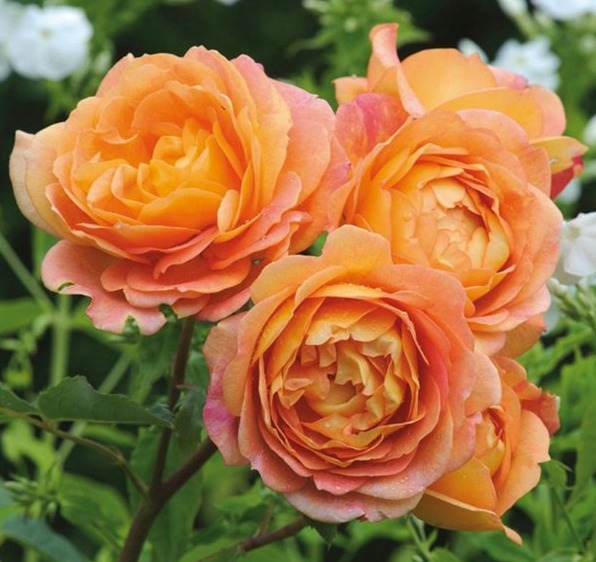 喜欢菊花,不如养盆“精品玫瑰”假日公主,颜色亮丽,充满活力