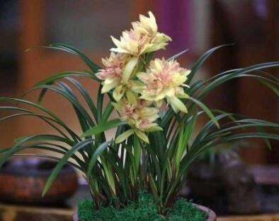 家养兰花要注意这“3大”关键点，才能香气清洌，花开爆盆