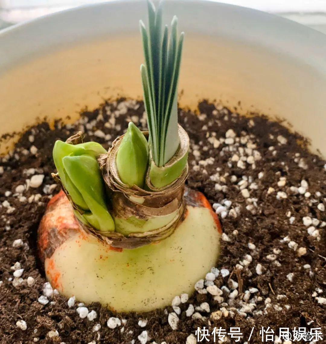 花也能成精,养成巨无霸,一次开花50朵,比小孩还高!