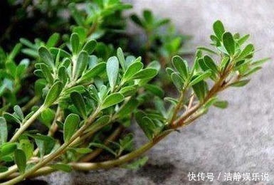 身体|会吃的人最健康,多吃3种食物,补充营养,身体棒棒哒!