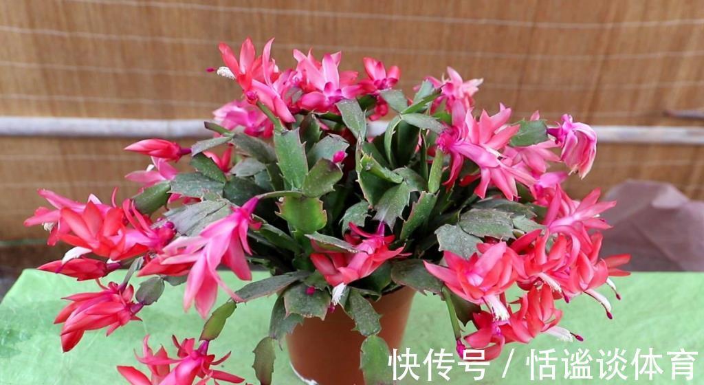 烂根|秋冬蟹爪兰叶片软软的,教你一个小技巧,叶片硬朗花开爆盆