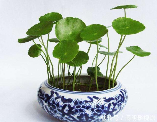 爆盆|抵不住高温花卉全死了,那就剪成“秃秃花”,1个月又重新长爆盆