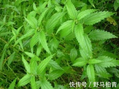 野菜|女人多吃以下4种野菜,能美容养颜,解毒消肿,早知早受益