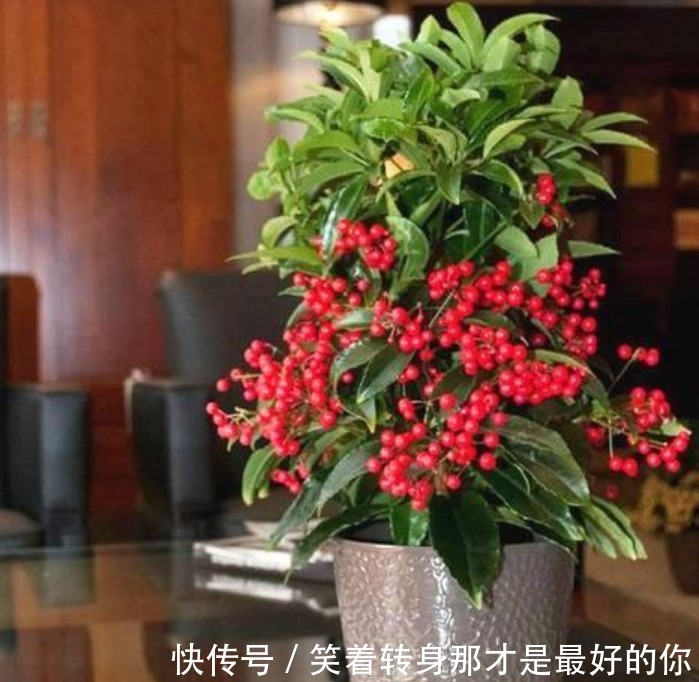 4种高颜值“网红花”，开花漂亮又好养，寓意吉祥，家里养真适合