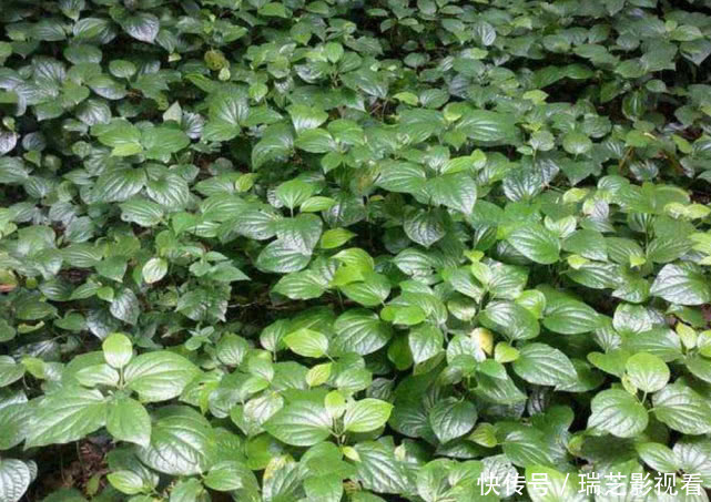 叶子|味道媲美紫苏的叶子,识货人当宝,不懂的当草,用来做菜味道一绝