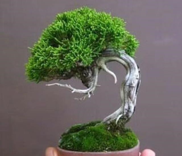 青苔|马路边常见“3种草”,养花盆里变“盆景”,好看又值钱!