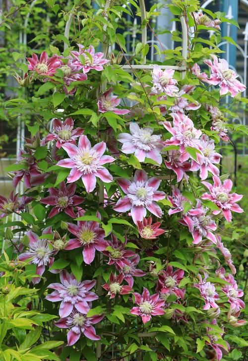 想拥有一面花墙吗？养盆“约瑟芬”吧，铁线莲之王，小阳台也能养