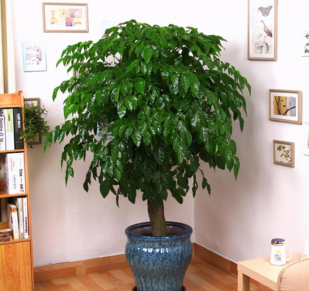 幸福树掉叶子?3个原因解决好,叶绿窜的高,幸福自然到