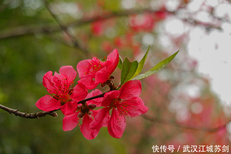 灼灼碧桃艳春色、花乡茶谷春满园