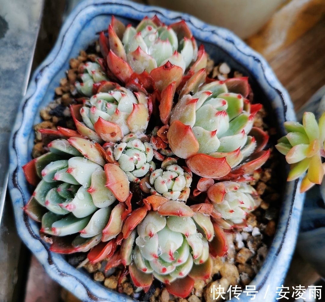 叶片|这“三多肉”是爆崽小能手,入冬放室外冻一冻,无需砍头易群生