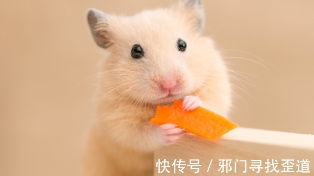 生肖|生肖鼠精神抖擞神采奕奕,虎年遇到天赐良缘,牵手真命天子