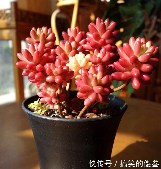 这九种花,随便扔土里,就能长成一片,开花不断