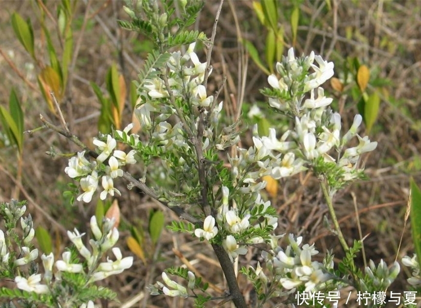 带刺|农村这种带刺小灌木,全株不起眼,却能填饱肚子又能治疗疾病