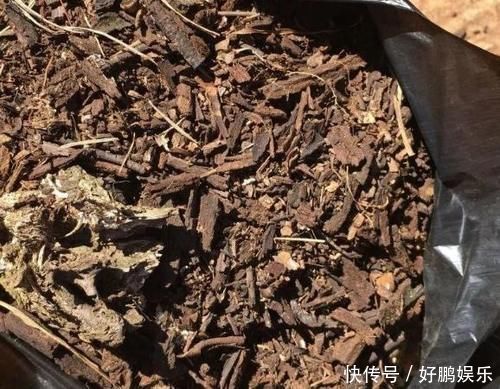 丝瓜络|养花烂根不是大问题!土里埋点它,根须刷刷长满盆,越来越壮实