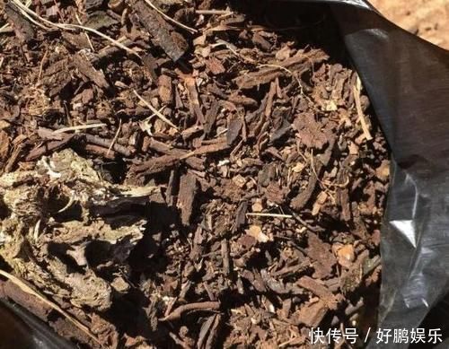 丝瓜络|养花烂根不是大问题！土里埋点它，根须刷刷长满盆，越来越壮实