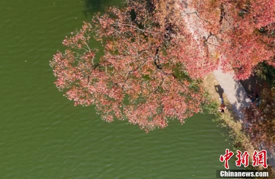 诗情画意|航拍南京紫金山秋日“诗意”