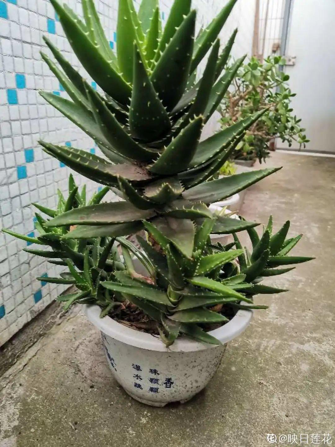 折腾不死的25种花,咋养都爆盆,家里必须养!