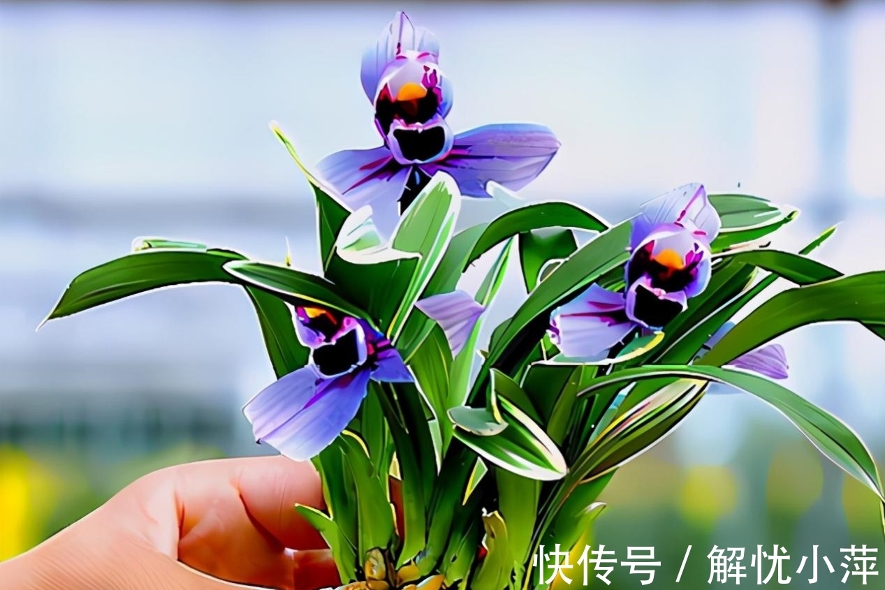 兰香|此兰,犹如“仙境”之花,花开荷瓣,兰香扑鼻,叶带金边,还好养