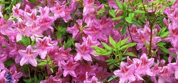 淘米水、羊粪肥都不如这两种肥,什么花都可以用,简单好用