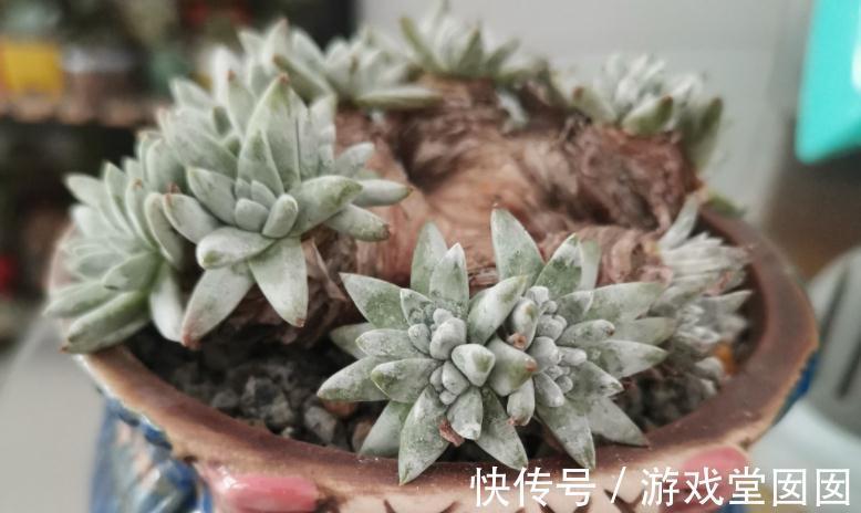 植株|养多肉植物白菊，扦插、服盆、日常打理该注意什么？