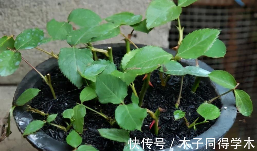 花友|月季花夏天扦插难成活？教你1种方法，成活率高达95%以上