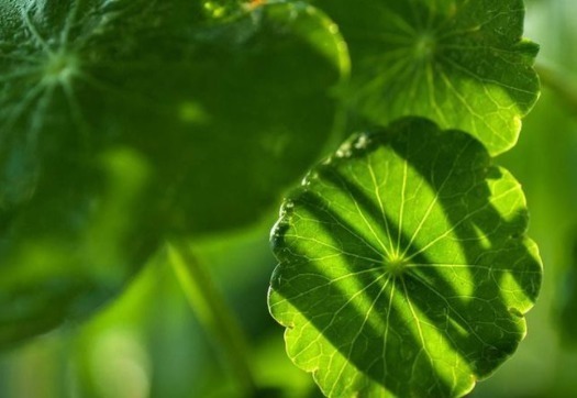 过敏性体质|1味药轻松化解痔疮!告别有“痔”之士头衔,不妨为身边的人保存