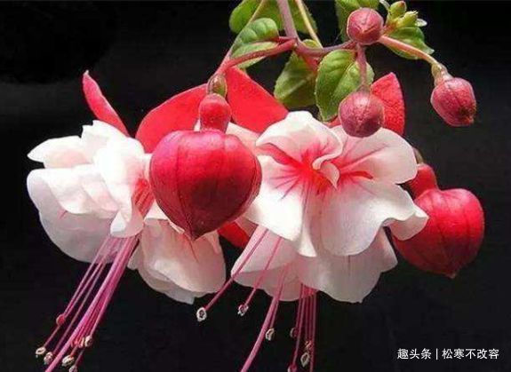 浇水|养花就养几种花，家里养一盆，花期长达200天，阳台养出小花园