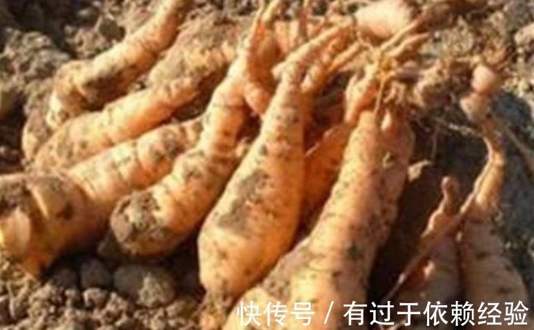 四氧嘧啶|农村这种野草，对高血压、糖尿病的功效很好，遗憾今天才知晓