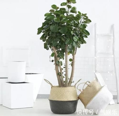 懂花人爱养的4种花,观赏性是次要的,重点是寓意好