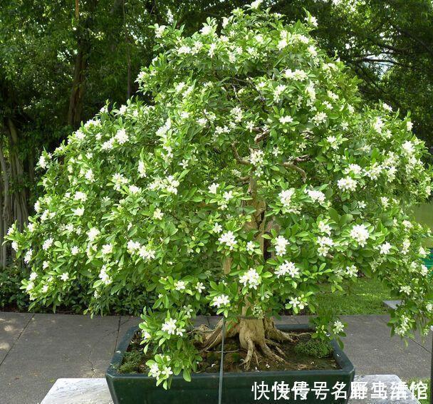 花卉|茉莉花扔了吧此花一年开180天,四季飘香,说啥都要养一盆