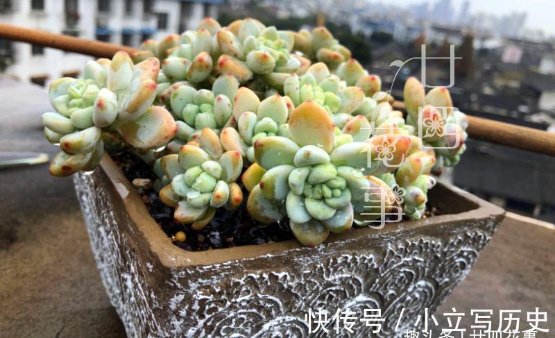 养多肉七八年,发现还是这样的花盆好使,透气易控水,好上色不烂