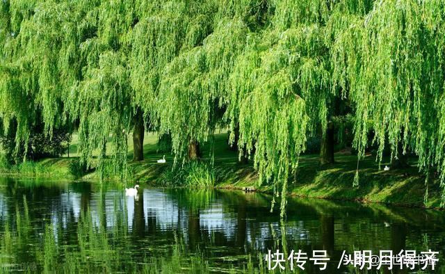 爱情#贺铸虽然人长得丑,但很有才华,一首感人的爱情词,写得情意绵绵