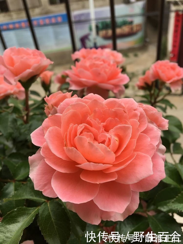 芳香王|养花就养这几款，全年开花不停，开花多，轻松爆成花海！