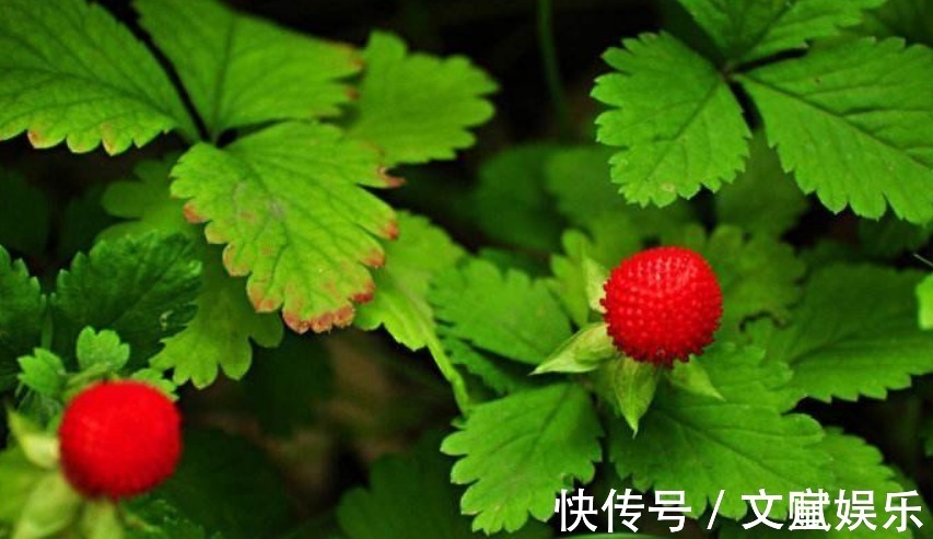 蛇莓|农村地头一种野果，有点像草莓，老中医却说此物可以用来治病