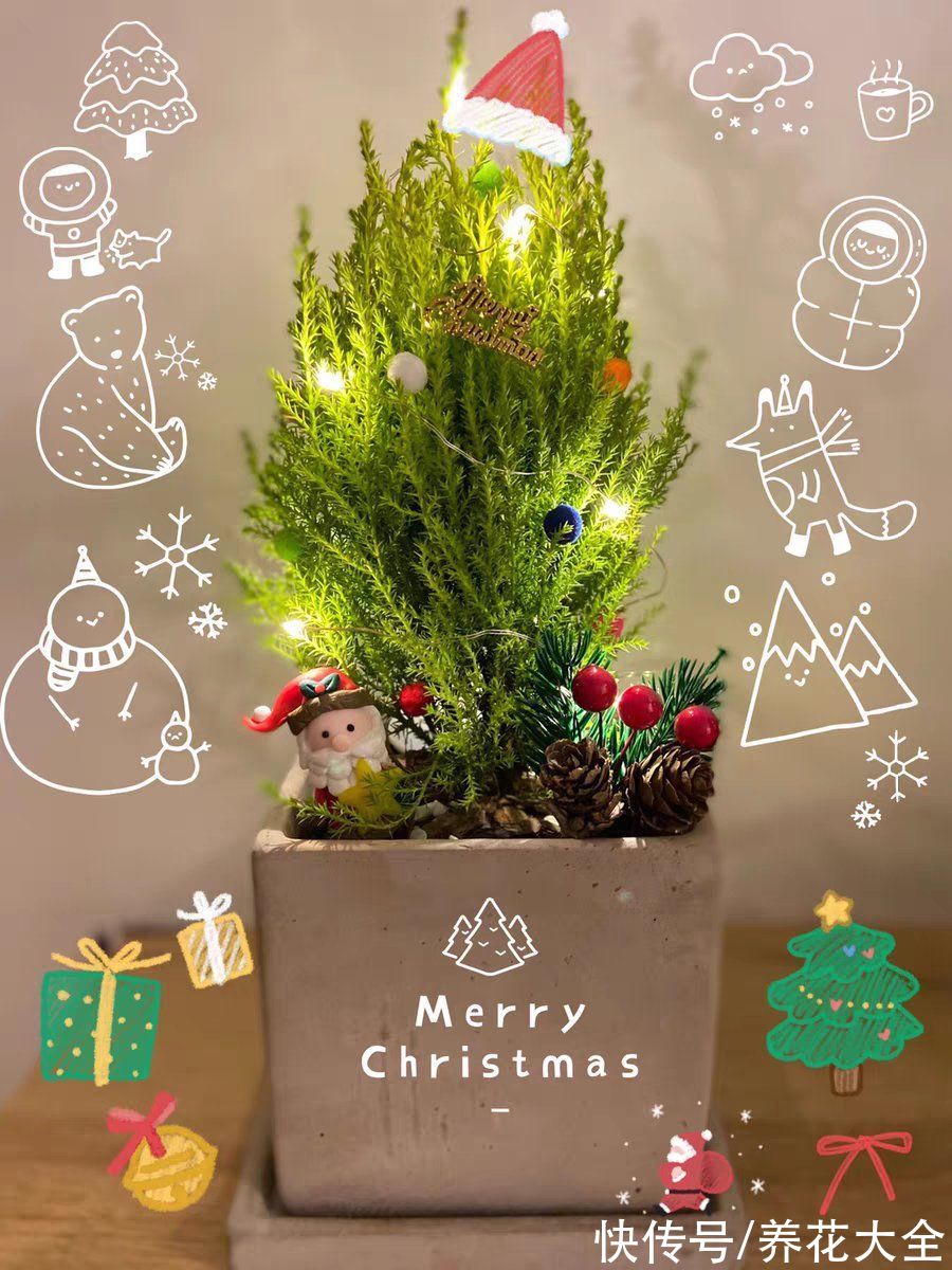 家里养一盆小香松，芬芳满室，满屋子都是高级香水味