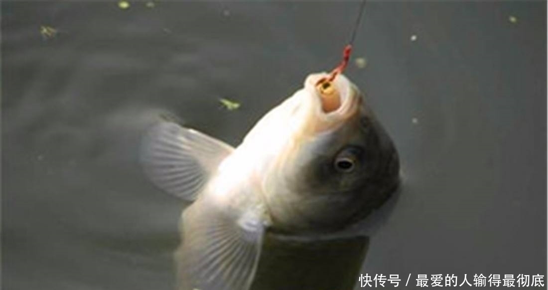 漂相|钓春鲫,判断鲫鱼是不是已经离底了,看这两个迹象就足够了