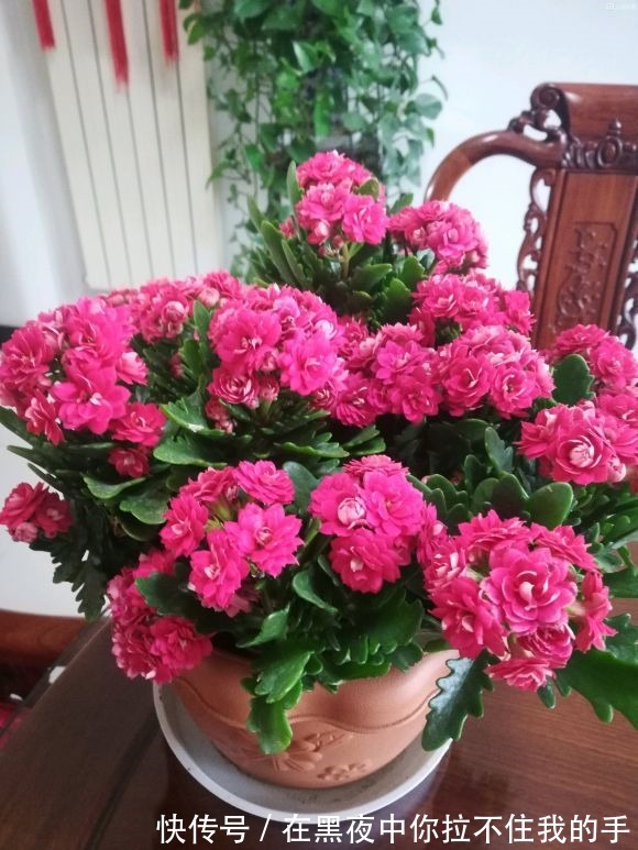 秋天到长寿花“撒欢长”，教你3个窍门，摁住枝条，长花苞