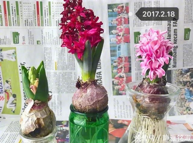 买4种花要想好，都是“1次性”花，开败了也就该扔了