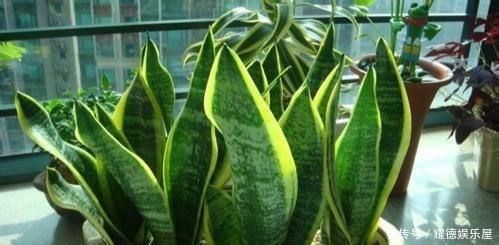 老花匠养的“虎皮兰”,侧芽长爆盆,原来是注意好了这4点