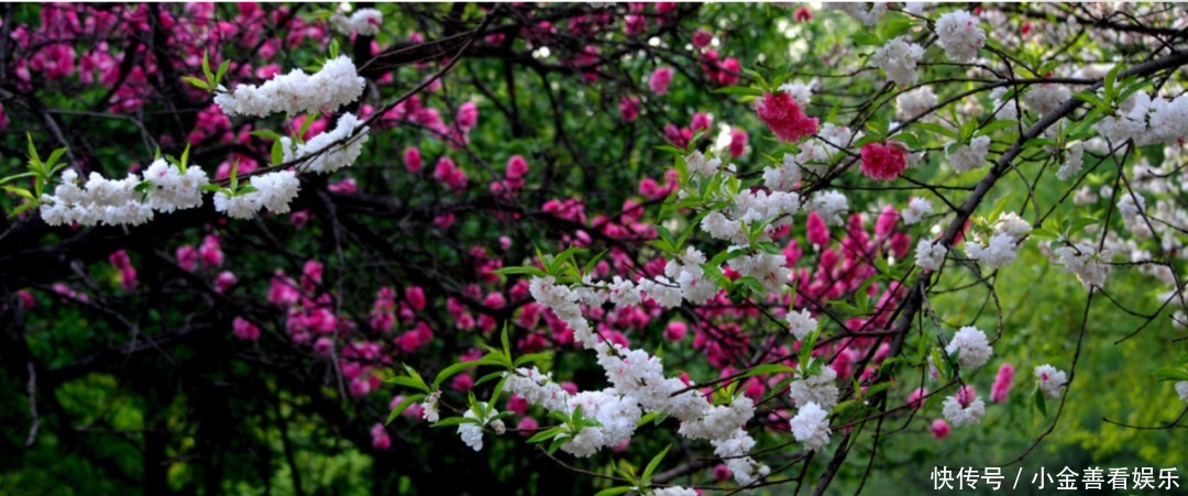 【诗词鉴赏】阳春三月,春日方好,不如在诗词里一起拥抱春天!