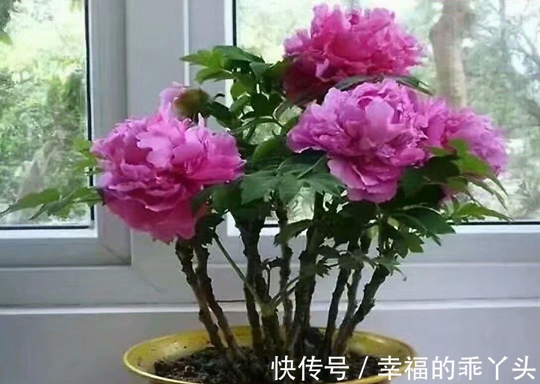 冬季养君子兰、牡丹该注意什么？注意把握细节，它们好看又好活