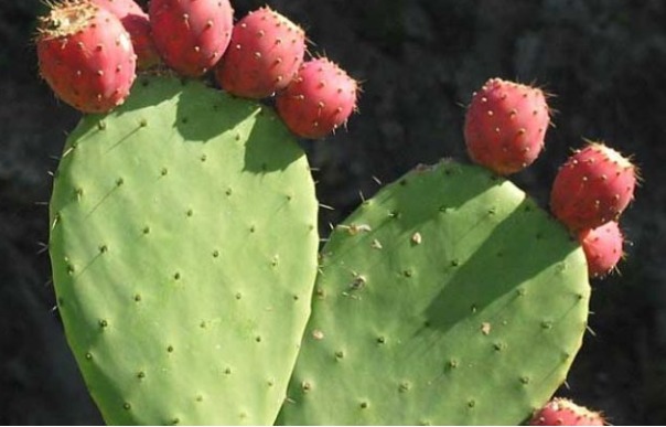 治疗|夏天膝盖疼痛难忍，原是因为滑膜炎教你巧用一物，疼痛快远离